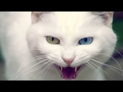 😠 angry cat voice ringtone😱