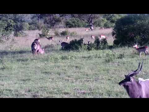 Djuma: Waterbucks, Impalas and Nyalas - 17:14 - 01/10/2023