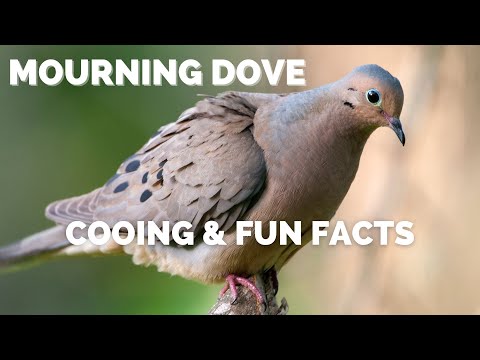 Mourning Dove | Cooing and Fun Facts