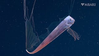 MBARI 2021: A collection of this year’s best moments in the deep sea