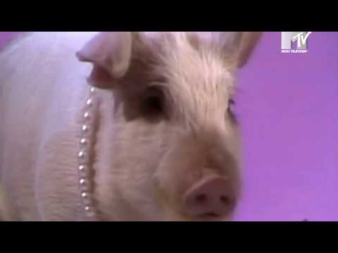 THE MUPPETS I'm gonna always love you (1984) °MTV VINTAGE°