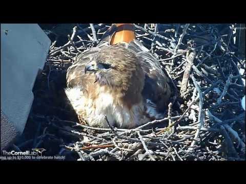 Cornell RTH  'Ezra Arrives To Take Over Hatch Duty'  11:40 am   _4.21.13_