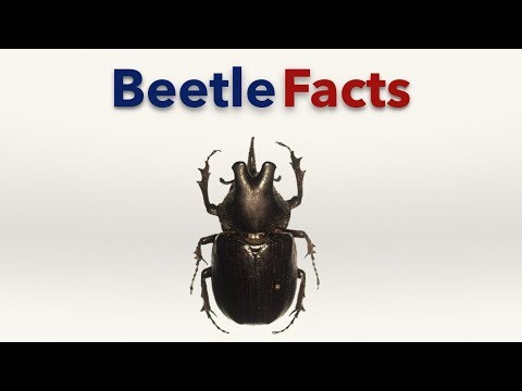 image-How much legs does a beetle have?