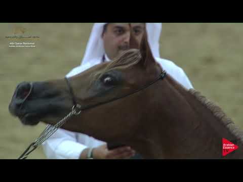 N.51 WARDA AL WAAB - 2019 Qatar Nat. Peninsula show - Fillies 2 Years Old (Class 2B) .mp4