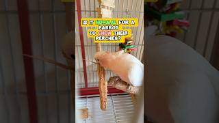 Is It Normal for a Parrot to Chew Their Perches?