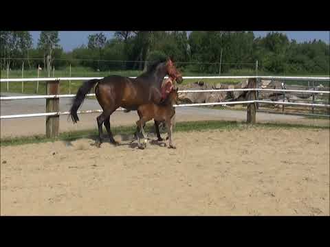 Stutfohlen v. Le Vivaldi - Fürstenball