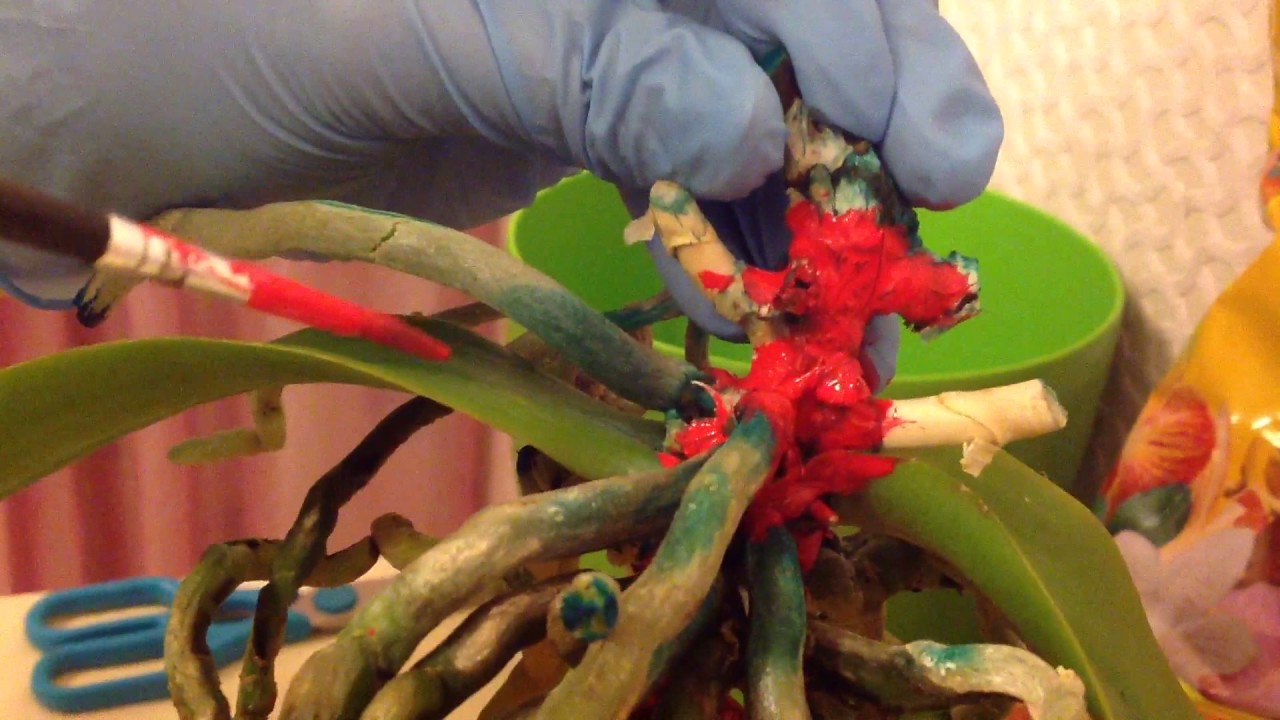 Мучнистый червец на орхидеях. Орхидея обработка топазом. Полив орхидеи. Обработка орхидей. Обработка орхидей фитовермом.