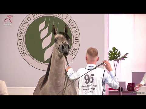 N95 TACJANA - 2020 PRIDE OF POLAND - 42nd Arabian Horse National Show - 4-6 Years Old Mares (Cla...