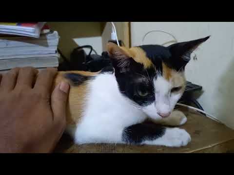 বিড়ালের ঠান্ডা লাগছে বুঝবেন কিভাবে | বিড়ালের ঠান্ডা লাগলে করণীয় কি |