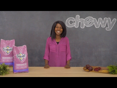 Diamond Maintenance Cat Food | Chewy