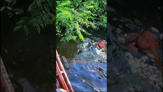 Download lagu Mancing Saat Rawa Banjir, Dapat Ikan Toman Monster 10 Kilo 😱😱 #short #shorts mp3
