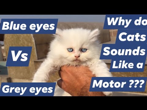 Persian kitten Blue eyes Vs Grey eyes |  Ginger Vs Black n White |  Urdu | Hindi