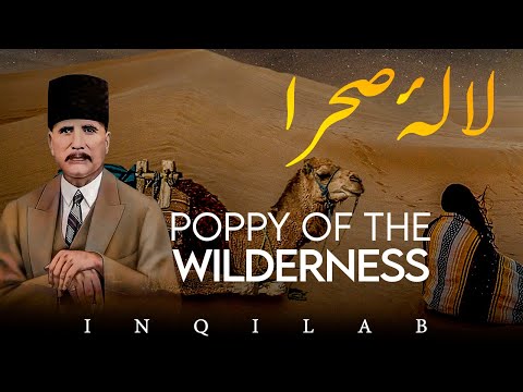 Lala-e-Sehra | Poppy Of The Wilderness | Allama Iqbal | Inqilab | Explanation | Urdu/Hindi
