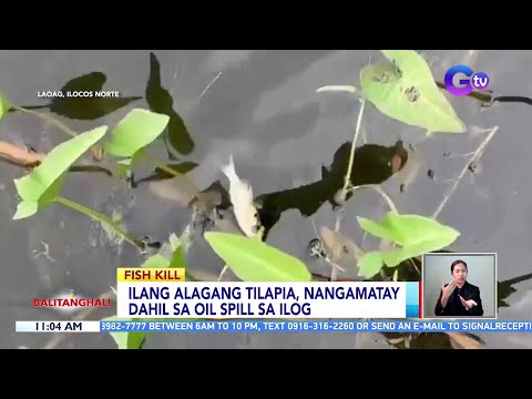 Ilang alagang tilapia, nangamatay dahil sa oil spill sa ilog BT