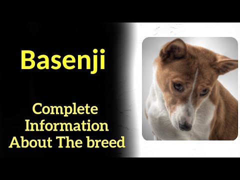 , title : 'Basenji. Pros and Cons, Price, How to choose, Facts, Care, History'