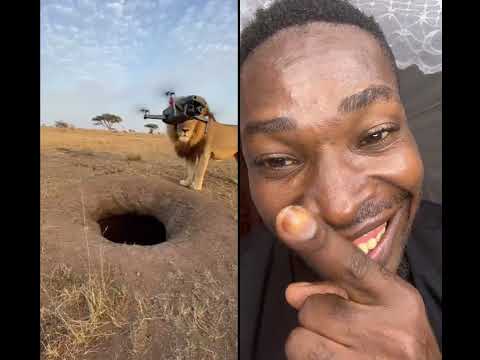 Security alert funny lion animal #amapianotv #amapianotv #duet #funnyanimals #funny #animals