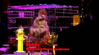 Bobby The Watership Down Syndrome Rabbit