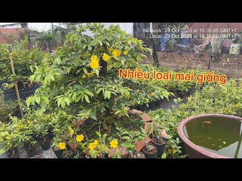 Mai giống nhiều loại có sbbl                       Lh0387483634