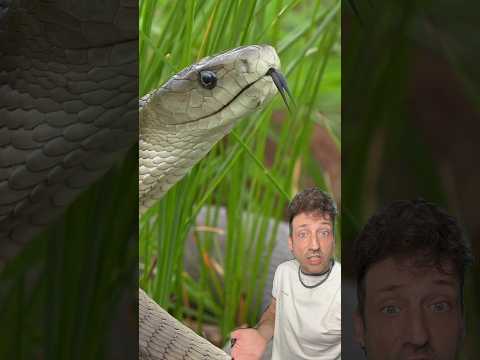 The Black Mamba is TERRIFYING