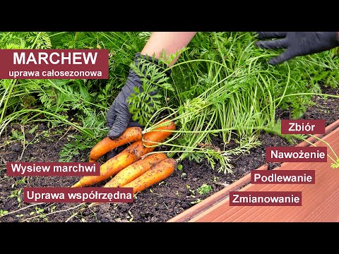 , title : 'Marchew - Jak uprawiać marchew żeby mieć obfite plony? Uprawa warzyw w ogrodzie.'