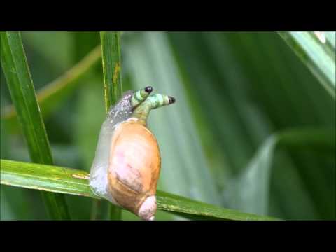 Leucochloridium paradoxum