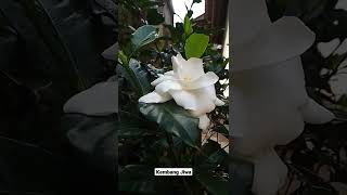 Download lagu Dinginnya angin malam ini, kembang jiwa. mp3