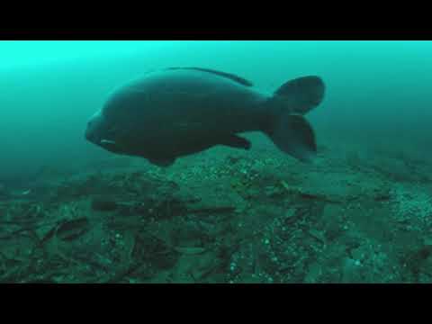 THE GAMECHANGER - 360 3D 8k Underwater Carp Fishing. See underwater carp fishing like never before.