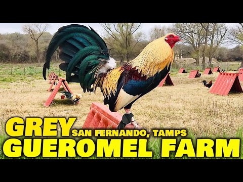 Beautiful Giros Grey Gueromel Farm Tamaulipas Mexico