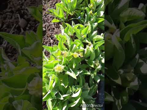 Tidig vår i Marianns trädgård