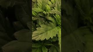Seed to Harvest in 30 Seconds: Bubble Gum Strain on Living Soil | Hip-Hop Grow Time-Lapse