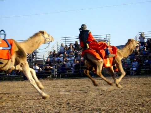 Camel Race