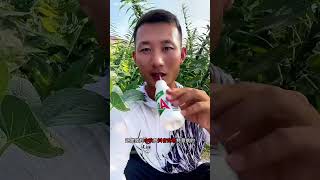 一场暴雨终于冲垮鱼塘，这鱼真大  钓鱼 钓鱼人