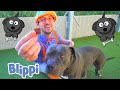 Blippi Visits An Animal Shelter Learn Animals For Kids Educational Videos For Toddlers