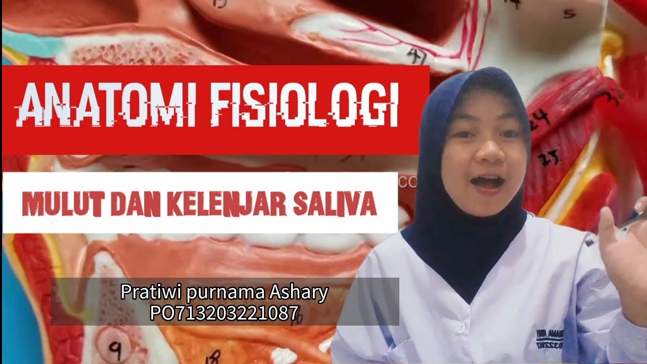 anatomi fisiologi mulut dan kelenjar Saliva [ tugas mata kuliah anatomi fisiologi ]