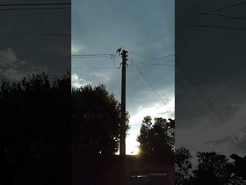 #naturezaperfeita #natureza #vilhena #rondonia #amazonia