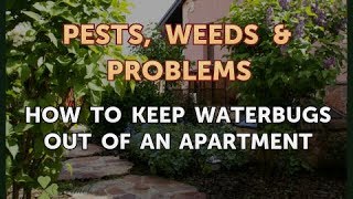 How to Keep Waterbugs Out of an Apartment