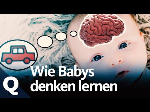 How babies learn to think in categories | Quarks