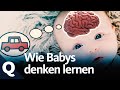 How Babies Learn To Think In Categories Quarks