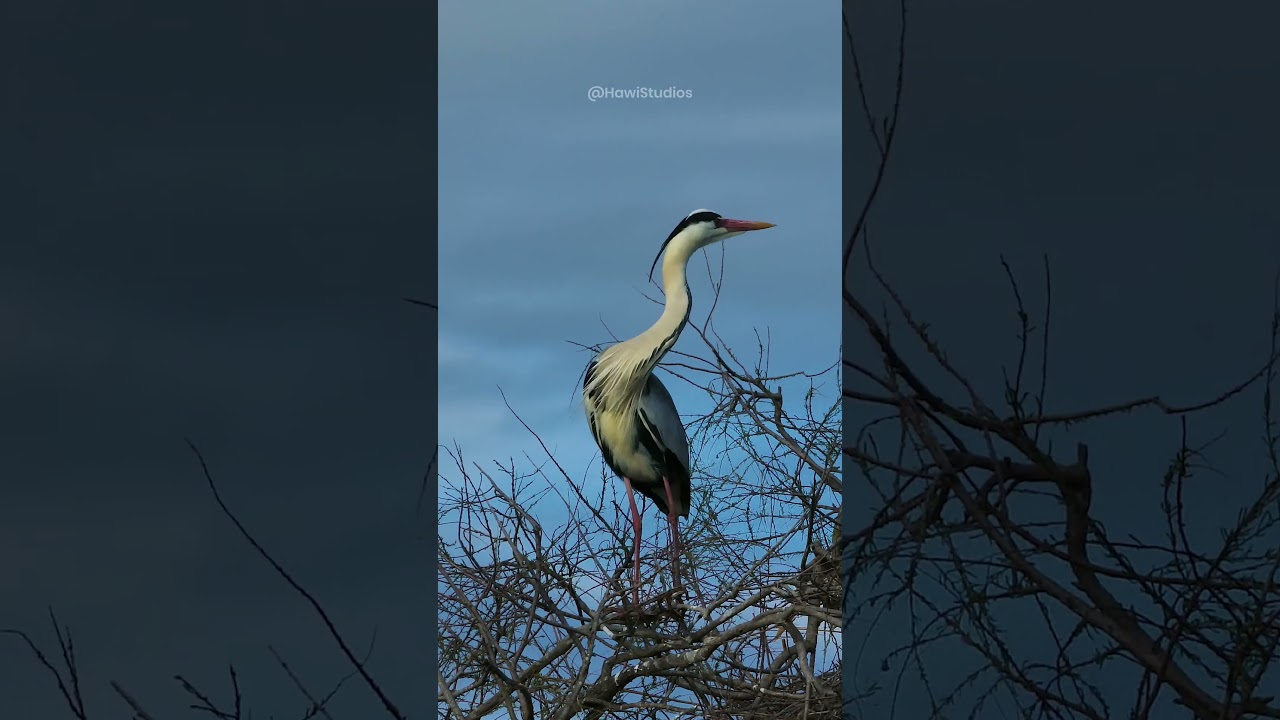 Grey Heron behavior and morphology in the wild