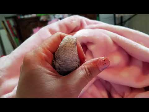 A CRAZY Thursday evening at The Sharyn Zoo