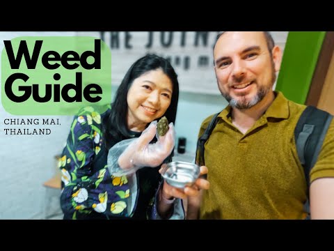 Cannabis legal em Chiang Mai: guia sobre ervas daninhas