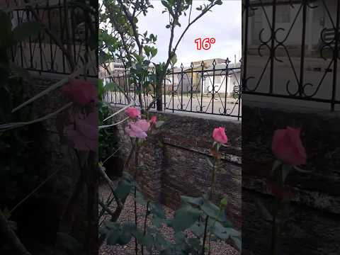 Primavera ventosa em Jaguarão RS 🌹🥀🌪️ #primavera #ventania #tempofechado #nuvenscarregadas