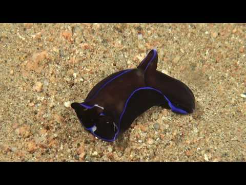 Дайвинг в Дахабе. Лайтхаус 05.08.2018 Diving in Dahab. Lighthouse.