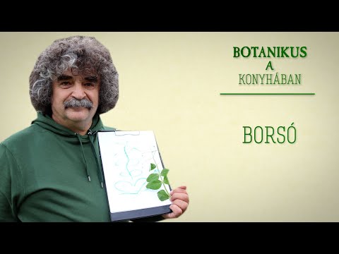 Botanikus a konyhában - 131. A borsó