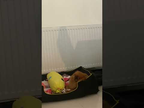 #pets #funny  #مزه #پت