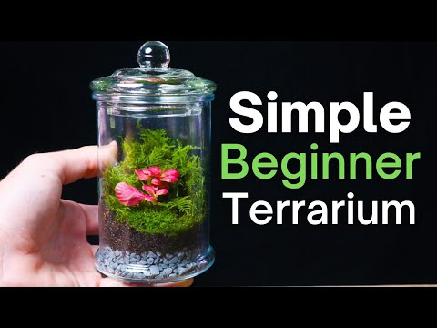 How To Make a Terrarium - An Easy Beginner Guide