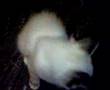 Mauno