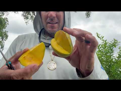 Ice Cream Mango review