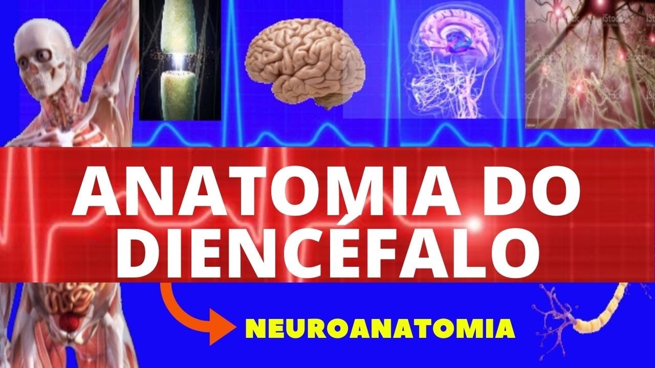 ANATOMIA DO DIENCÉFALO (ANATOMIA HUMANA) - NEUROANATOMIA DO DIENCÉFALO - SISTEMA NERVOSO