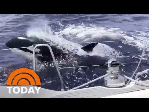 Orcas sink 3 boats off Portugal and Spain, damage dozens others